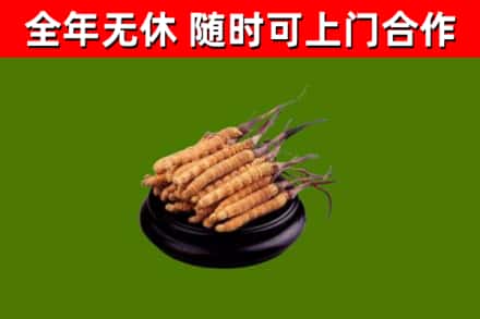 清远市回收散虫草